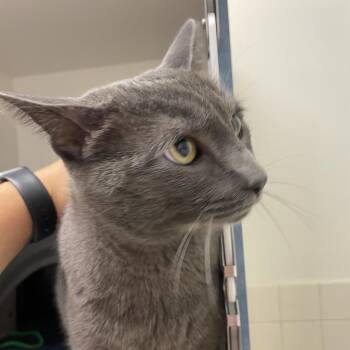 Stormy -  Domestic Short Hair Cat for Adoption in Nashville, Tennessee - Stormy | PetCurious