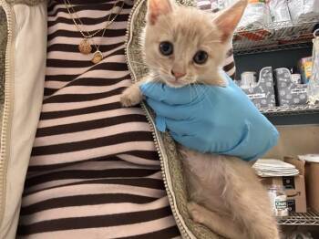 Domestic Short Hair Cats Available for Adoption in Riverside, California - A1919709 | PetCurious