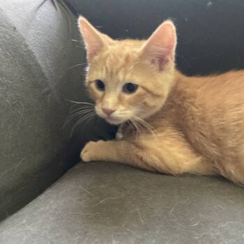 Rescue Domestic Short Hair Cats for Adoption in Portage, Michigan - Crush | PetCurious