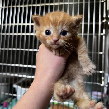 Domestic Short Hair and Manx Cats Available for Adoption in Harrisville, West Virginia - Beckett | PetCurious