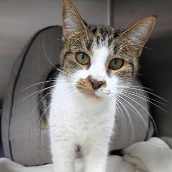 Rescue Domestic Short Hair Cats for Adoption in Michigan City, Indiana - Rafter | PetCurious