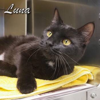 Domestic Short Hair Cats Available for Adoption - Luna | PetCurious