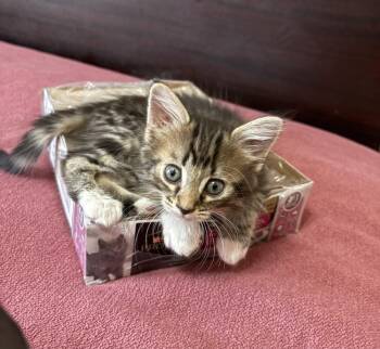 Molly -  Domestic Short Hair Cat for Adoption in Green Valley, Arizona - Molly | PetCurious