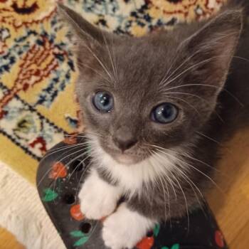 Benatar -  Domestic Short Hair Cat for Adoption in Cumming, Georgia - Benatar | PetCurious