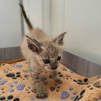 Journey -  Domestic Short Hair Cat for Adoption in Kanab, Utah - Journey | PetCurious