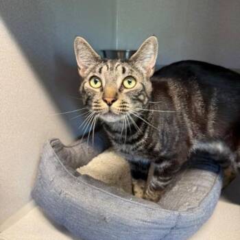 Lunar -  Domestic Short Hair Cat for Adoption in Washougal, Washington - Lunar | PetCurious