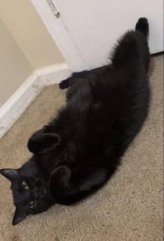 Rescue Domestic Short Hair Cats for Adoption in Greensboro, North Carolina - Dunkin | PetCurious