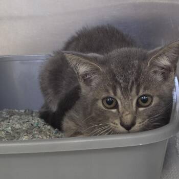 Birch -  Domestic Short Hair Cat Available for Adoption in Auburn, Alabama - Birch | PetCurious