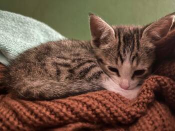 Tofu -  Tabby Cat for Adoption in Lawrenceville, Georgia - Tofu | PetCurious