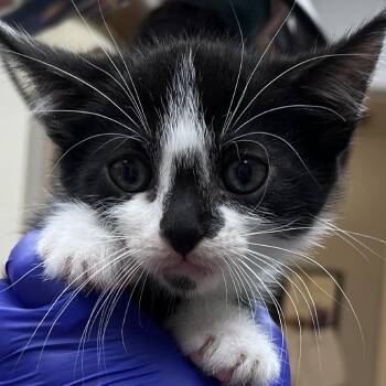 Metro -  American Shorthair Cat for Adoption in Buellton, California - Metro | PetCurious