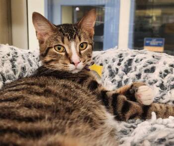 SHRIMP -  Domestic Short Hair Cat for Adoption in St. Louis, Missouri - SHRIMP | PetCurious