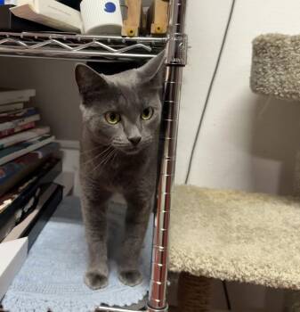 Velvetina -  Russian Blue and Domestic Short Hair Cat for Adoption in Dallas, Texas - Velvetina | PetCurious