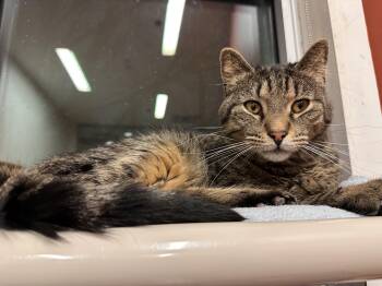 Rescue Domestic Short Hair Cats for Adoption in Chicago, Illinois - Leopawdio DiCatprio | PetCurious