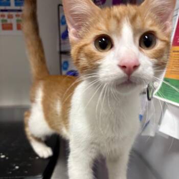 Buzz -  Domestic Short Hair Cat for Adoption in League City, Texas - Buzz | PetCurious