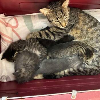 Spiral -  Domestic Short Hair Cat for Adoption in Chicago, Illinois - Spiral | PetCurious