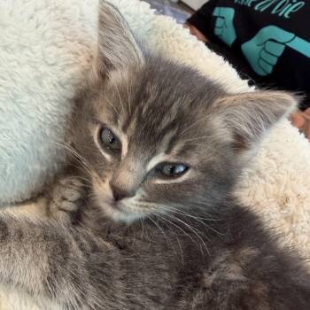 Silver -  Domestic Short Hair Cat for Adoption in Grantsville, Utah - Silver | PetCurious
