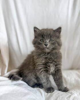 Domestic Short Hair Cats Available for Adoption in Calgary, Alberta - Goldenrod | PetCurious