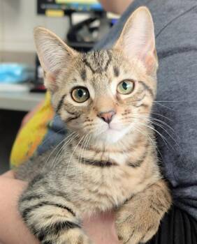 THEO -  Domestic Short Hair Cat for Adoption in Canfield, Ohio - THEO | PetCurious