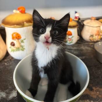Elwood -  Domestic Short Hair Cat for Adoption in Springfield, Illinois - Elwood | PetCurious