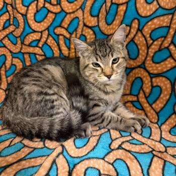 Fudgesicle -  Domestic Short Hair Cat for Adoption in Newberg, Oregon - Fudgesicle | PetCurious