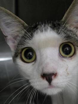 Kingston -  Domestic Short Hair Cat for Adoption in Largo, Florida - Kingston | PetCurious