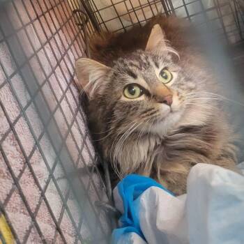 Juniper -  Domestic Short Hair Cat for Adoption in Milan, Illinois - Juniper | PetCurious