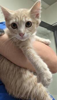 GUAVA -  Domestic Short Hair Cat for Adoption in Auburn, California - GUAVA | PetCurious