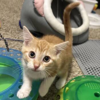 Poblano -  Domestic Short Hair Cat for Adoption in Evansville, Indiana - Poblano | PetCurious
