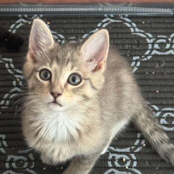 Miel -  Tabby Cat for Adoption in Allen, Texas - Miel | PetCurious