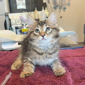 Charlie Brown -  Domestic Medium Hair Cat for Adoption in Oak Brook, Illinois - Charlie Brown | PetCurious