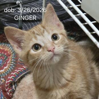 GINGER -  Domestic Short Hair Cat for Adoption in Harrison, Michigan - GINGER | PetCurious