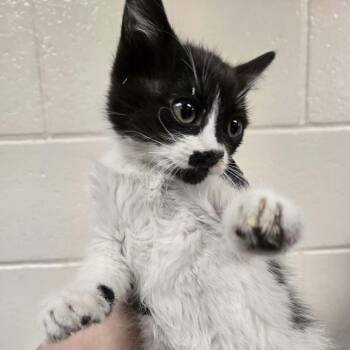 Oolong -  Domestic Medium Hair Cat for Adoption in Reno, Nevada - Oolong | PetCurious