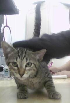 Jay -  Domestic Short Hair Cat for Adoption in Dayton, Minnesota - Jay | PetCurious