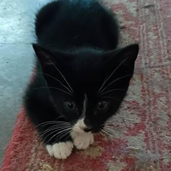 Wyatt -  Domestic Short Hair Cat for Adoption in Marion, Illinois - Wyatt | PetCurious