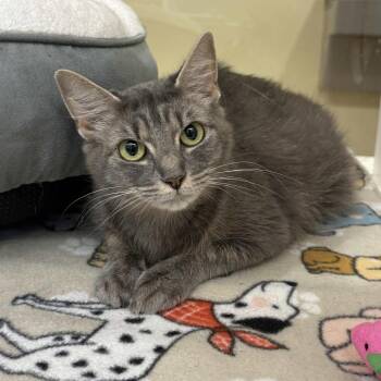 Meredith -  Domestic Medium Hair Cat Available for Adoption in Beaumont, Texas - Meredith | PetCurious