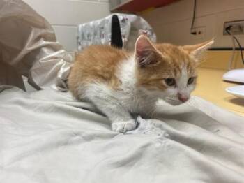 COLONEL MUSTARD -  Domestic Short Hair Cat for Adoption in Colorado Springs, Colorado - COLONEL MUSTARD | PetCurious