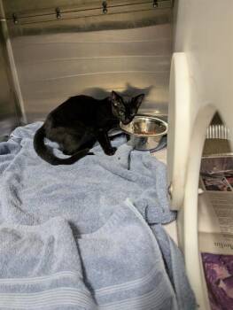 CHUPACABRA -  Domestic Short Hair Cat for Adoption in Tallahassee, Florida - CHUPACABRA | PetCurious