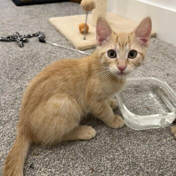 Adelaide Saunders -  Domestic Medium Hair Cat for Adoption in Eagle Mountain, Utah - Adelaide Saunders | PetCurious