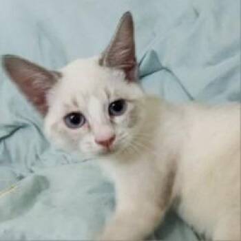 Cuddle Bug -  Domestic Short Hair Cat for Adoption in Lakeland, Florida - Cuddle Bug | PetCurious