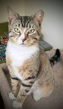 American Shorthair and Domestic Short Hair Cats Available for Adoption in Bow, Washington - Rocky | PetCurious