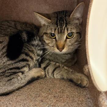 Binx -  Domestic Short Hair Cat for Adoption in Birmingham, Alabama - Binx | PetCurious
