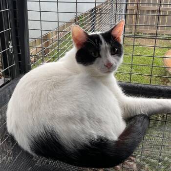 Ghost -  Domestic Short Hair Cat for Adoption in Monroe, Louisiana - Ghost | PetCurious