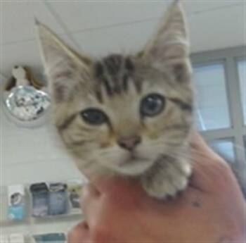Domestic Short Hair Cats Available for Adoption in Oklahoma City, Oklahoma - A474010 | PetCurious