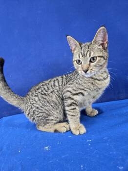 Rescue American Shorthair Cats for Adoption in Ruston, Louisiana - Tax Evasion | PetCurious