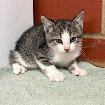 Domestic Short Hair Cats Available for Adoption in Cabot, Arkansas - Pip | PetCurious