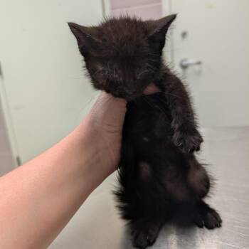 Jack -  Domestic Short Hair Cat for Adoption in Ottawa, Kansas - Jack | PetCurious