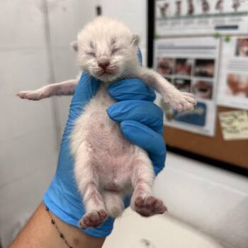 Domestic Short Hair Cats Available for Adoption in Leander, Texas - Chopin | PetCurious