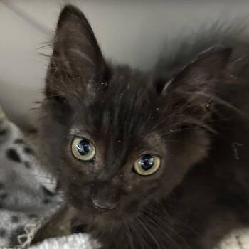 Domestic Short Hair Cats Available for Adoption in Kanab, Utah - Panda Express | PetCurious