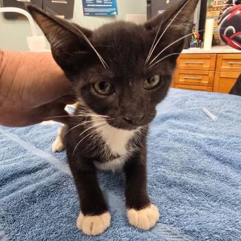 Oreo -  Domestic Short Hair Cat for Adoption in Buffalo, New York - Oreo | PetCurious