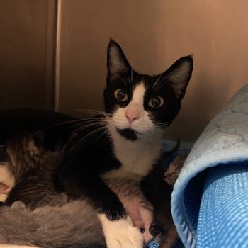 Rescue Domestic Short Hair Cats for Adoption in Titusville, Florida - Francessca | PetCurious